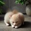 用户猫咪营养师粉头像，关注猫咪健康的用户